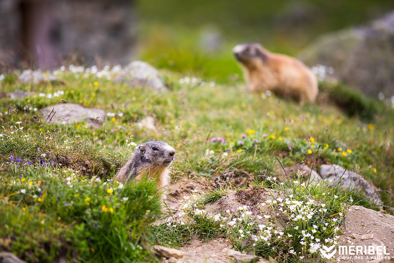 marmotte-meribel
